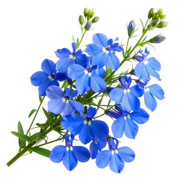 Trailing Blue Lobelia Sprig with Overlapping Petals and Leafy Details, Transparent Background