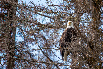 bald eagle in the tree