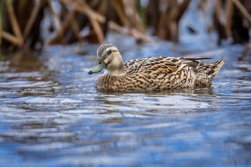 Close up of Mallard duck swimming on a pond