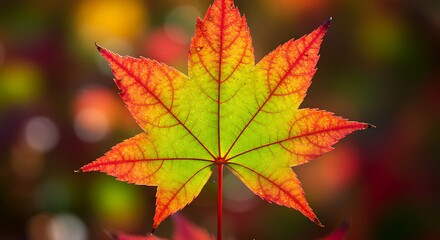 燃ゆる秋の一葉