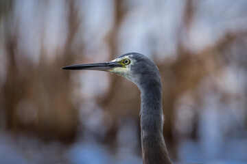 Close up of White faced o blue Heron wading in lake margins