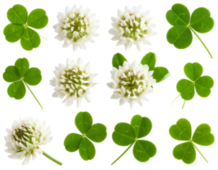 Vibrant Clover Leaves and Blooms Isolated on Transparent Background PNG Ideal for Eco and Garden Designs