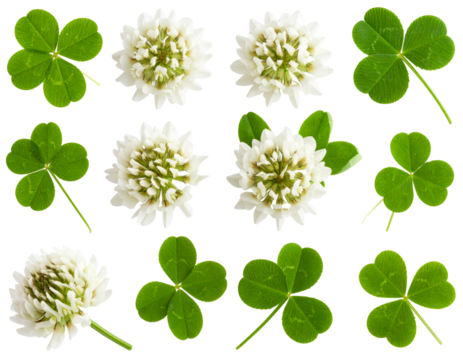 Vibrant Clover Leaves and Blooms Isolated on Transparent Background PNG Ideal for Eco and Garden Designs