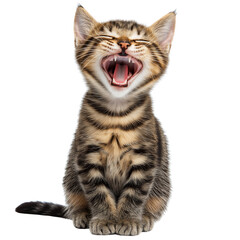 Fototapeta premium Laughing Cute Cat Isolated on Transparent Background