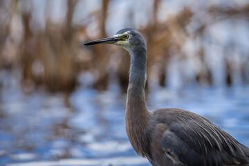 Close up of White faced o blue Heron wading in lake margins