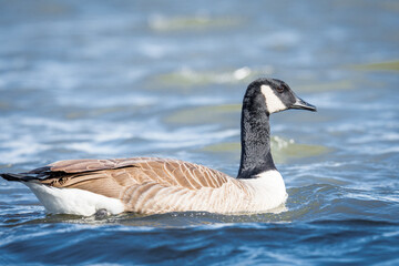 Obraz premium Close up of Canada goose swimming on a lake