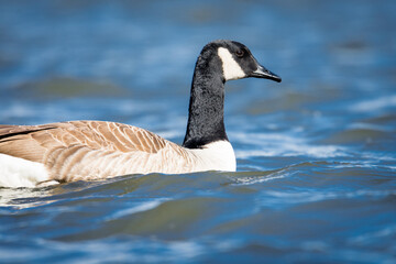 Fototapeta premium Close up of Canada goose swimming on a lake