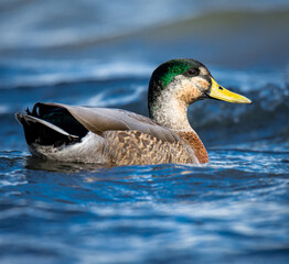 Mallard duck swimming on a pond
