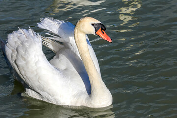 Graceful swan gliding alone across a tranquil lake, symbolizing purity, lifelong devotion, and the timeless elegance of swan faithfulness. 