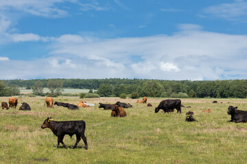 weidehaltung von jungen Rindern zusammen mit ihren Müttern