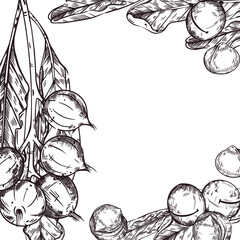 Macadamia nuts vector frame, nuts on a branch, macadamia tree leaves, peeled nuts. All objects are hand-drawn with ink. Illustration for printing on the packaging of goods, products, cosmetics. 