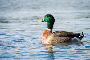 Close up of Mallard duck swimming on a pond