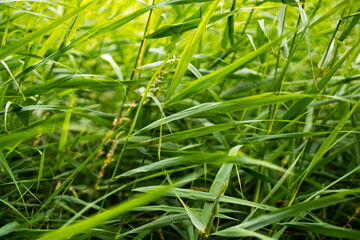 Vibrant green grass blades in sunlit natural setting