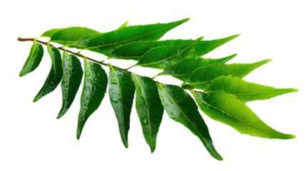 Fresh Curry Leaves: A close-up shot of fresh, vibrant curry leaves, capturing their intricate details, rich green color and natural texture.