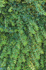 Bluszcz © Katarzyna