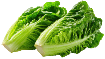 Crisp Roman Lettuce: Two fresh Roman lettuce heads, a vibrant display of leafy greens, stand out, portraying a vision of healthy eating and garden-fresh goodness.