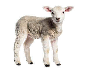 Obraz premium Young Lamb Standing with Slight Head Tilt, Isolated on Transparent Background PNG