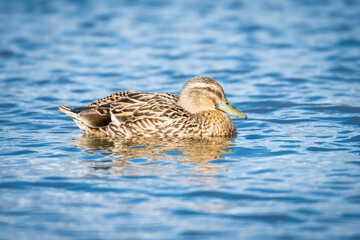 Close up of Mallard duck swimming on a pond