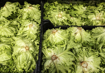 Fresh lettuces in a market