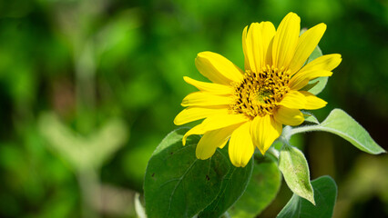 ひまわり、夏の緑を背景に