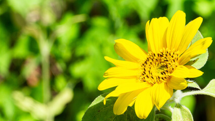 ひまわり、夏の緑を背景に