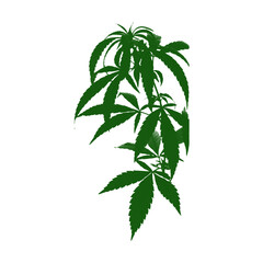 Green cannabis plant leaves against a dark background