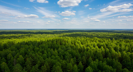 Aerial view of vast green forest under blue sky with scattered clouds, creating a lush landscape