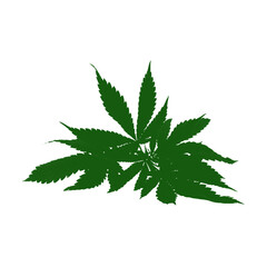 Green cannabis leaves isolated on a black background