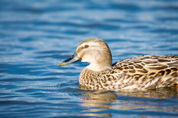 Close up of Mallard duck swimming on a pond