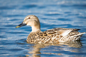 Close up of Mallard duck swimming on a pond