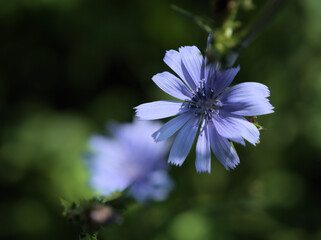 猛暑の7月に咲いた青く可憐なチコリの花