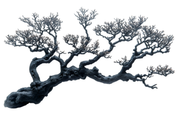 Blooming black coral tree isolated on white background