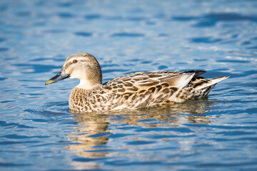 Close up of Mallard duck swimming on a pond