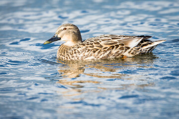 Close up of Mallard duck swimming on a pond