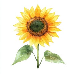 Obraz premium Bright and cheerful sunflower head illustrated in a simple watercolor style showcasing its vibrant yellow petals and soft green leaves on a clean white background. Perfect for decor