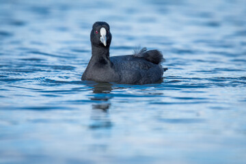 Australian Coot swimming on a pond