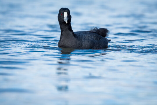 Australian Coot swimming on a pond