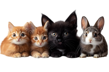 Dog, chicken, kitten, rabbit on white background
