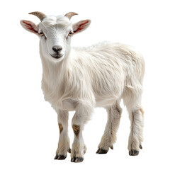Fototapeta premium small goat full length looking at camera, goat farming concept, isolate on transparent white background