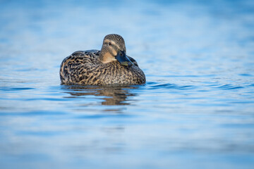 Close up of Mallard duck swimming on a pond