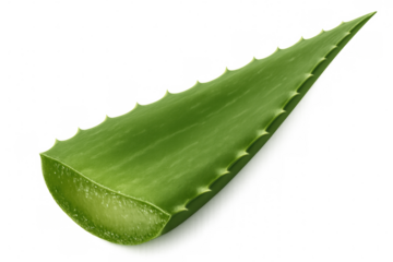 Cut aloe vera leaf displays its rich, soothing gel, ideal for skincare and medicinal uses, on a transparent background