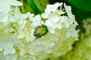 green bronze beetle (Cetoniinae) sits on a white hydrangea flower