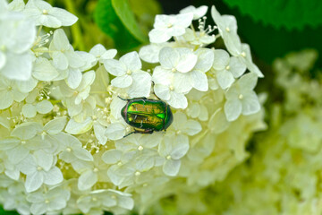 green bronze beetle (Cetoniinae) sits on a white hydrangea flower