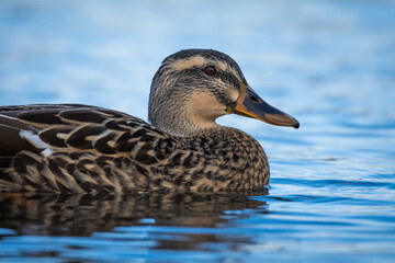 Close up of Mallard duck swimming on a pond