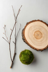 Cross section wood slice with moss ball and branch on grey background.