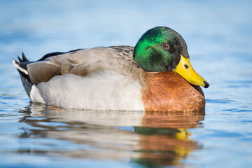 Close up of Mallard duck swimming on a pond