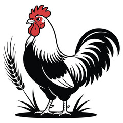 rooster isolated on white background