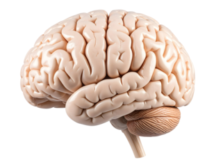 Exploring the intricate folds and essential structures of the complex human brain.