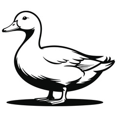 duck vector illustration