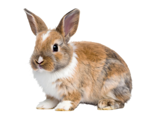 A charming brown and white rabbit sits calmly, showcasing its soft fur and gentle expression.